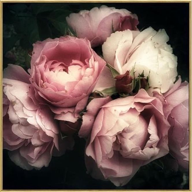 Hovedbilde BC bilde rosa roser gullramme 80x80 temperert ...