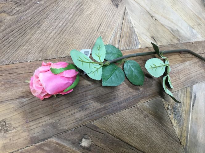 Hovedbilde Mr Plant  Rose Små