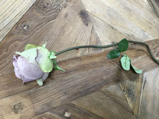 Hovedbilde Mr Plant  Rose Lilla