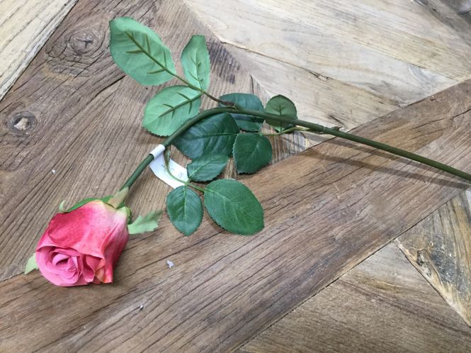 Hovedbilde Mr Plant  Rose Små