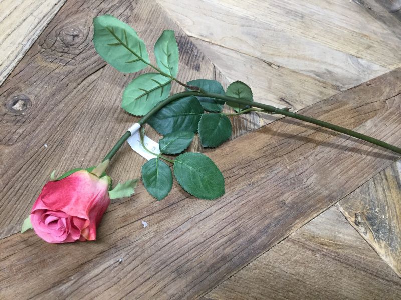 Mr Plant  Rose Små