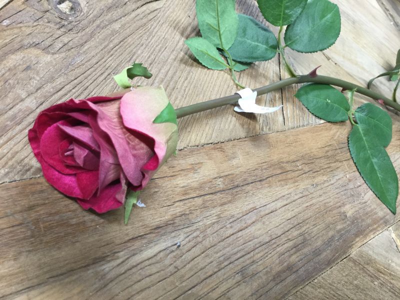 Mr Plant  Rose Rød