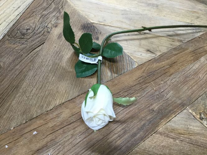 Hovedbilde Mr Plant  Rose Små Hvitt