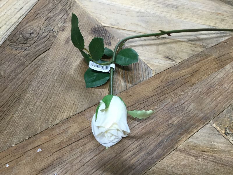 Mr Plant  Rose Små Hvitt