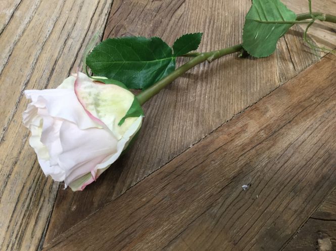 Hovedbilde Mr Plant  Rose Cream