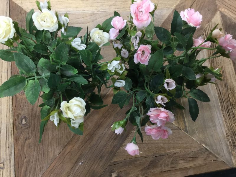 MR Plant Roser Rosa 30cm